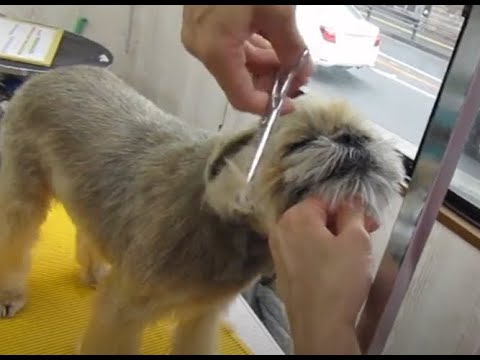 スターウォーズのキャラになったブリュッセルグリフォン|八尾市のペットサロンデューク スターウォーズのキャラになったブリュッセルグリフォン|八尾市のペットサロンデューク