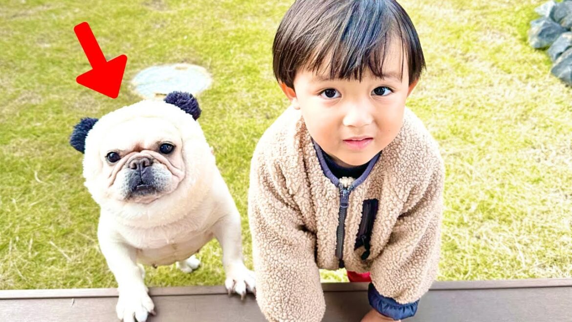 繁殖犬として生まれ育った元保護犬と3歳息子のリアルな日常