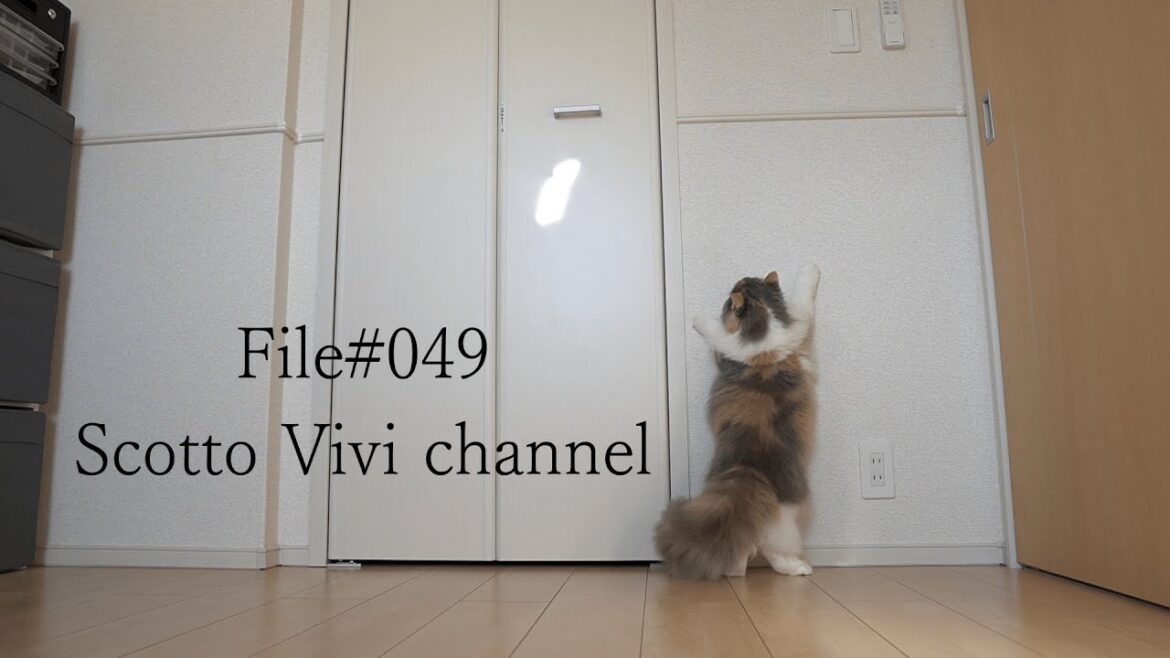 File049~長毛スコティッシュフォールドの光遊び~ File049~長毛スコティッシュフォールドの光遊び~