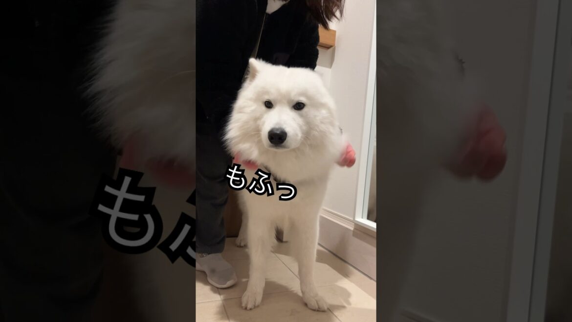 お耳が収納可能なサモエドの赤ちゃん🐻‍❄️ #サモエド #ムーン #パピー #子犬 #赤ちゃん？