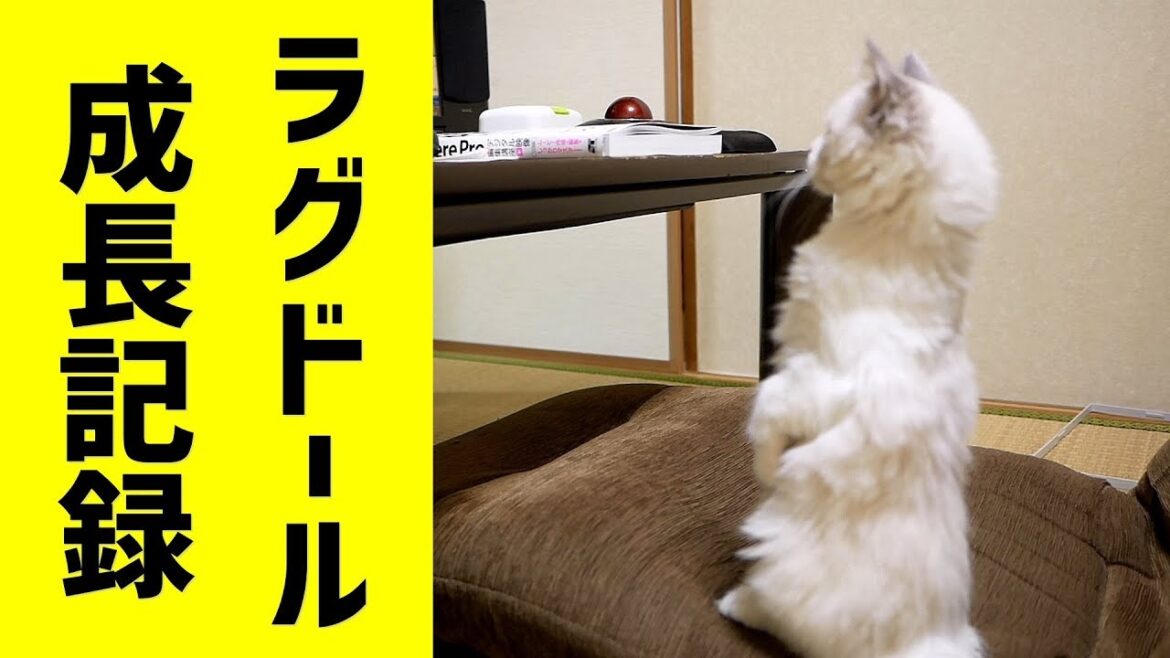 子猫の成長記録。生後3ヶ月の頃です。【ラグドール】 子猫の成長記録。生後3ヶ月の頃です。【ラグドール】