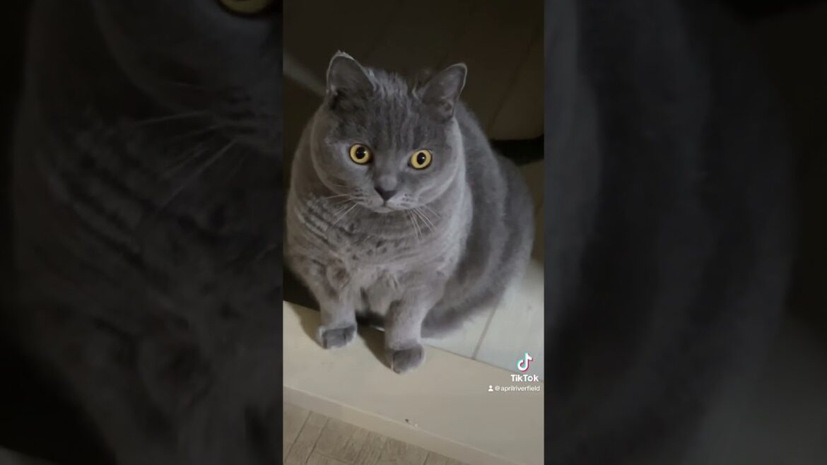 猫と、あえて歌だけ。        #シャルトリュー #japan #kawaii #猫のいる暮らし #かわい #猫 #ねこ #cat