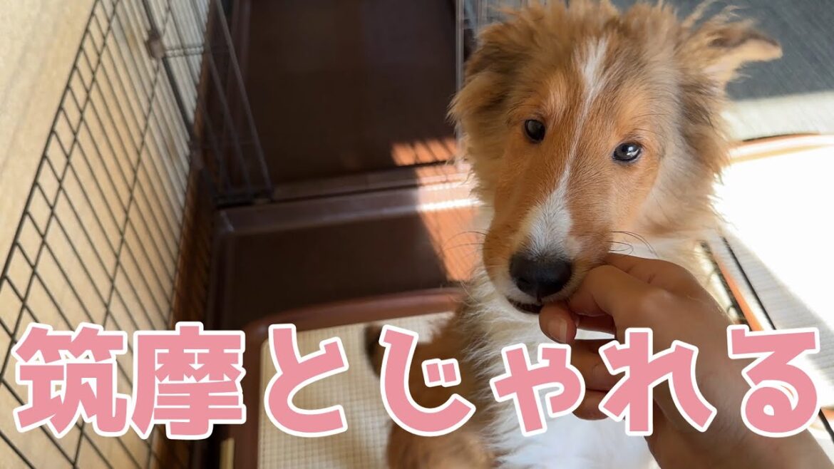 【シェルティ】筑摩とじゃれる【可愛い～】
