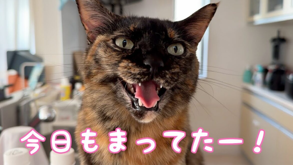 朝の忙しい甘えん坊猫のルーティンがこちらです！