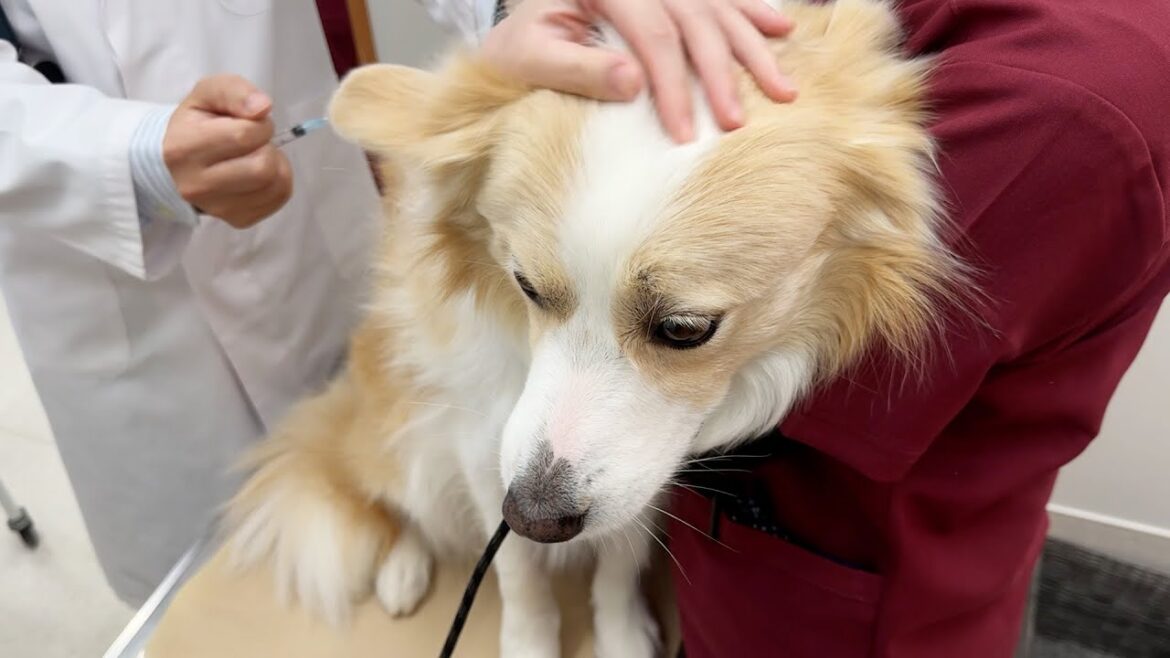 注射だとわかった途端、笑顔が一変絶望に落とされるボーダーコリー
