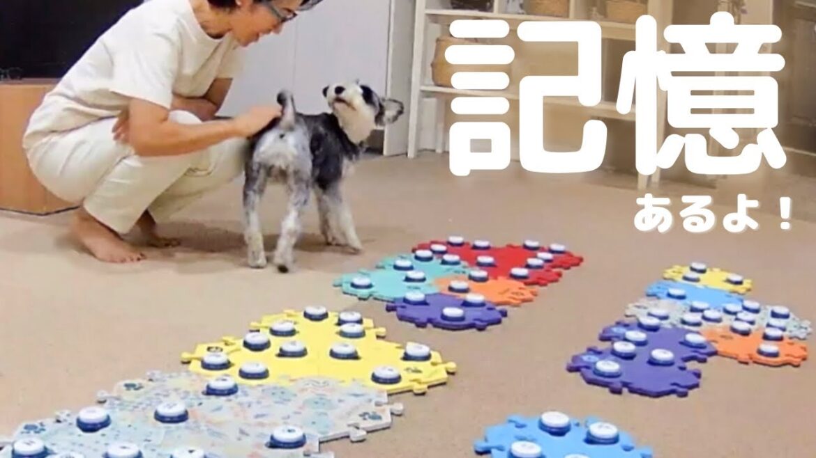 会話ボタンで◯◯だったと答えるミニチュアシュナウザー【しゃべる犬】