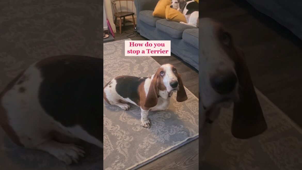 Basset comedian has a rib tickling joke for us! 😂🤣#bassethound #dog #shorts