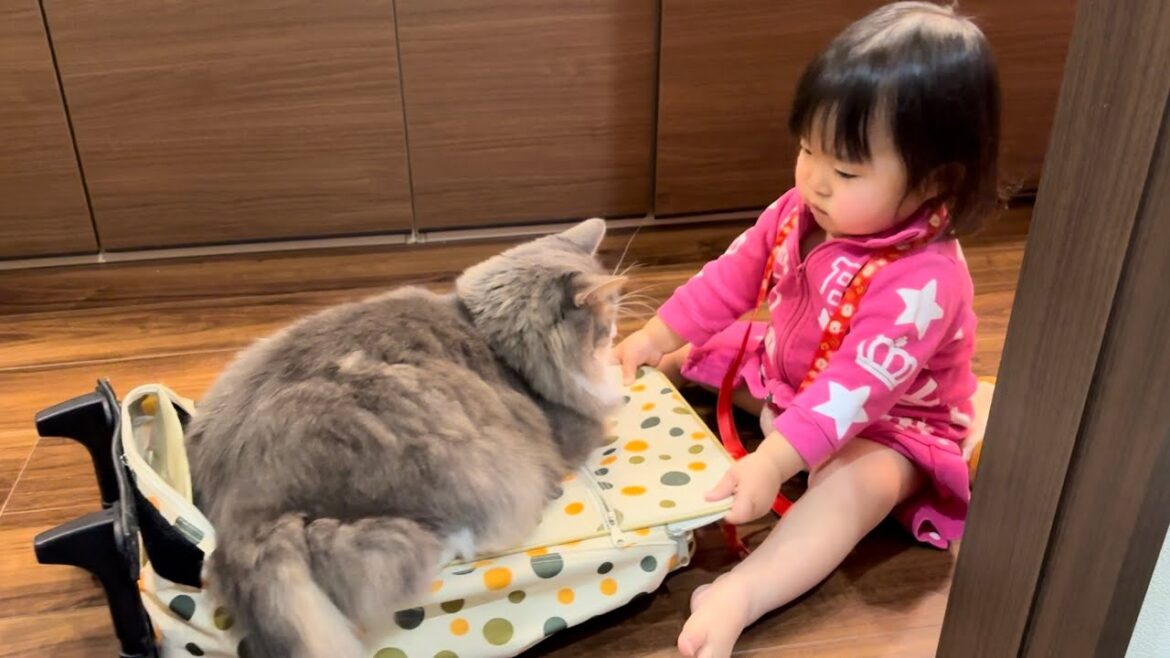カバンの取り合いをする猫　ノルウェージャンフォレストキャット　ラガマフィンCats fighting over bags. Norwegian Forest Cat. Ragamuffin