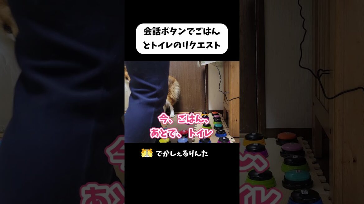 会話ボタンでごはんとトイレのリクエスト #shorts 会話ボタンでごはんとトイレのリクエスト #shorts