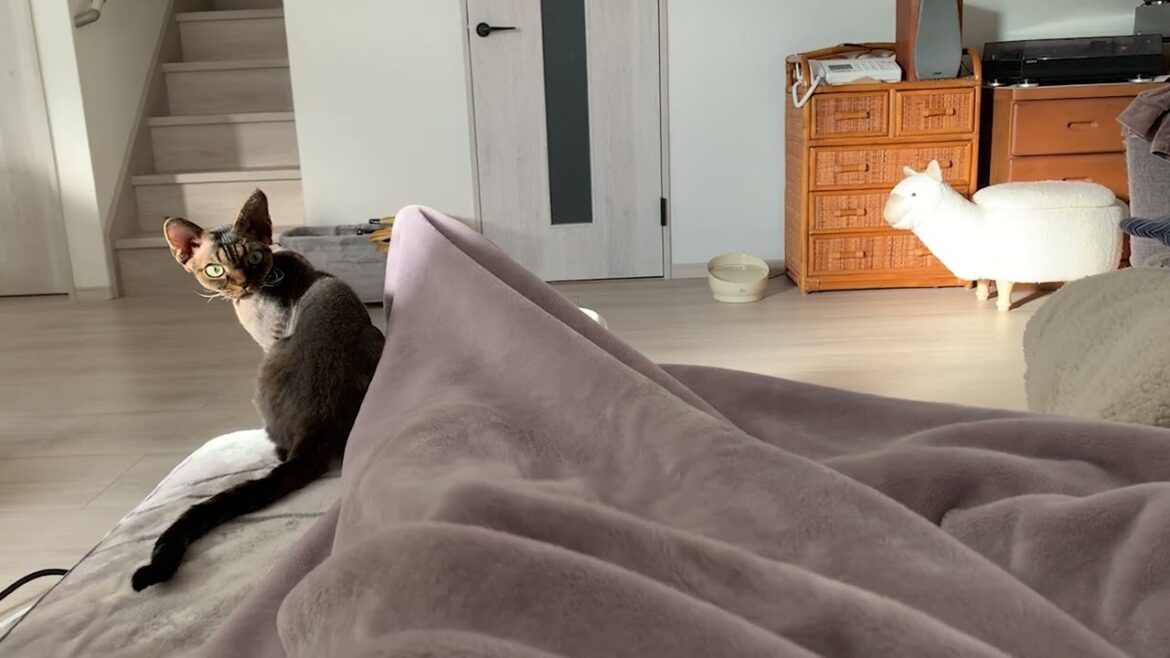 デボンレックス弟と狩遊びしました(Devon Rex cat is a hunter) デボンレックス弟と狩遊びしました(Devon Rex cat is a hunter)