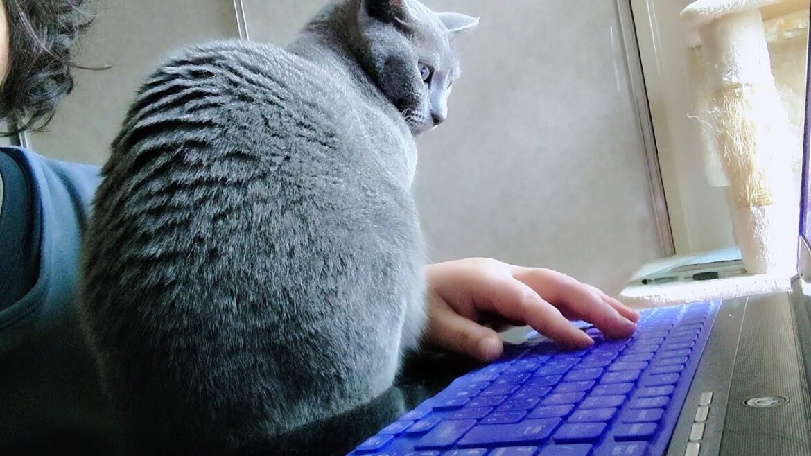 【猫動画】パソコンの前を独占するロシアンブルー【russianbule】Russian Blue monopolizes the front of the computer 【猫動画】パソコンの前を独占するロシアンブルー【russianbule】Russian Blue monopolizes the front of the computer