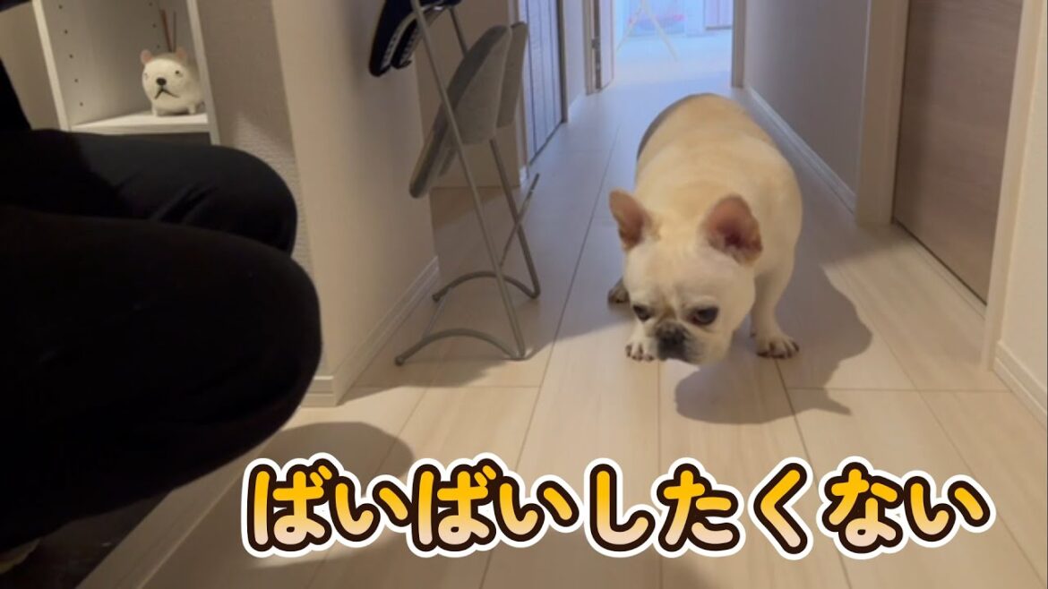 また遊ぼうねぽーちゃん【フレンチブルドッグ frenchbulldog】 また遊ぼうねぽーちゃん【フレンチブルドッグ frenchbulldog】