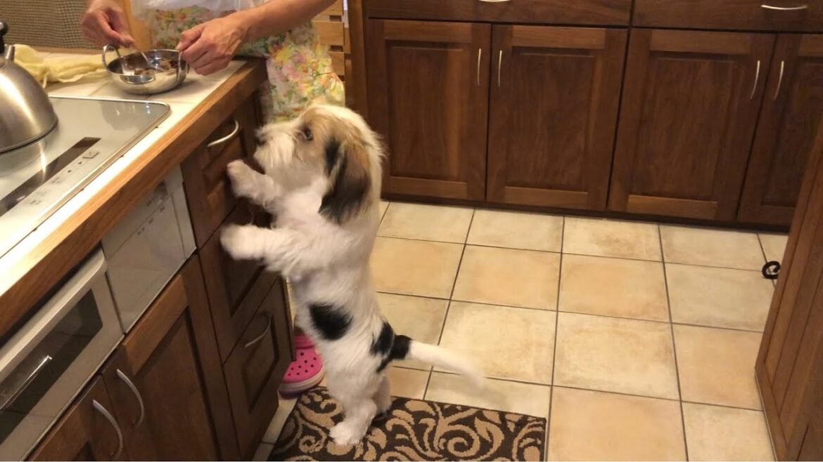 ご飯が待ちきれなくてイライラしちゃったプチバセの子犬 ご飯が待ちきれなくてイライラしちゃったプチバセの子犬