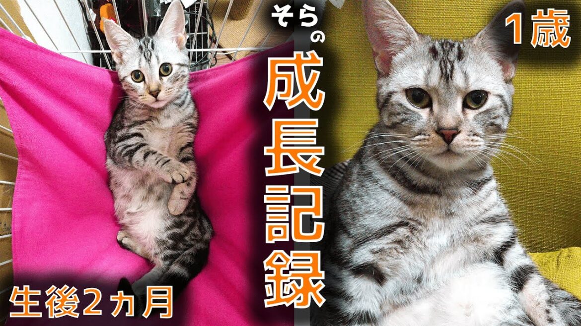 アメリカンショートヘアが子猫から1歳になるまで成長記録