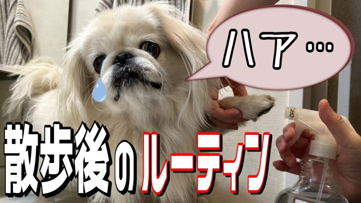 散歩後のルーティン中に大きなため息をつくペキニーズRin