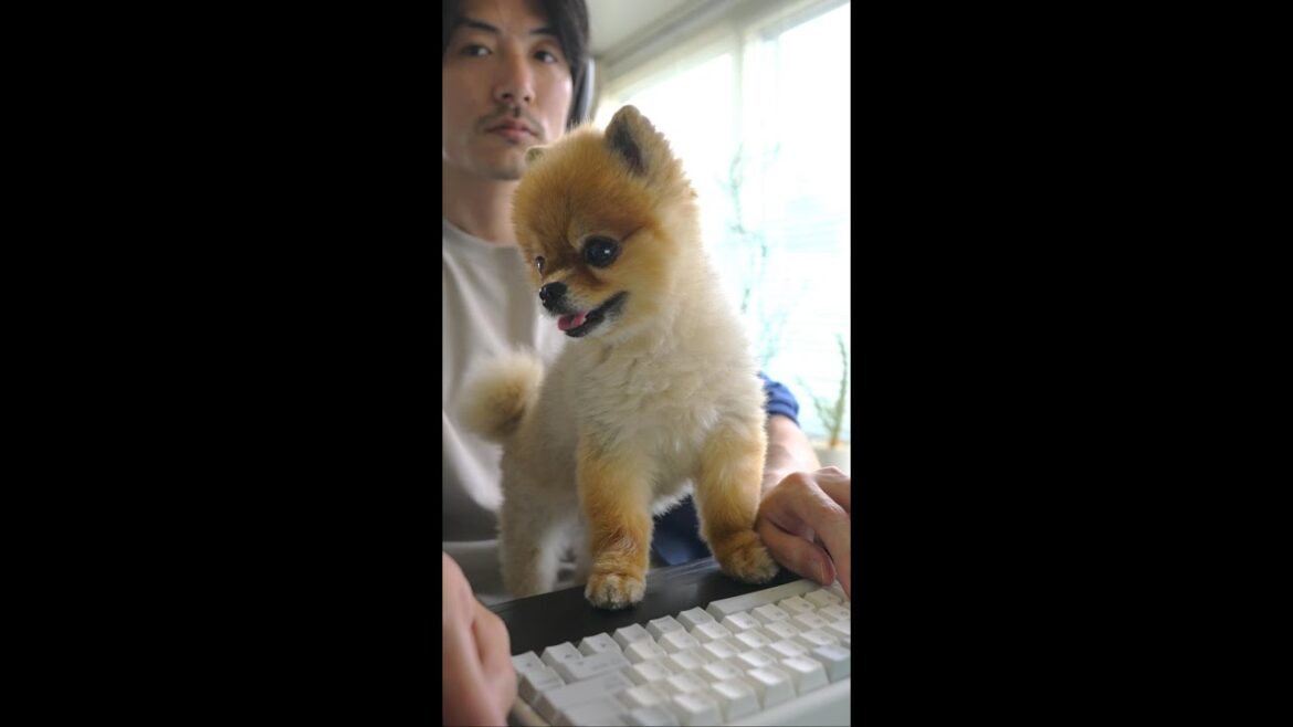 シンクロ率100％の犬