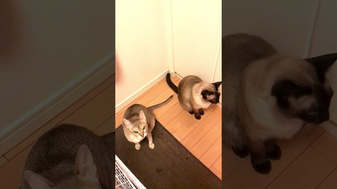 なんだか並んでいるだけのシンガプーラのたぬき猫なのにゃ♪ #cat #シンガプーラ #トンキニーズ#たぬき猫