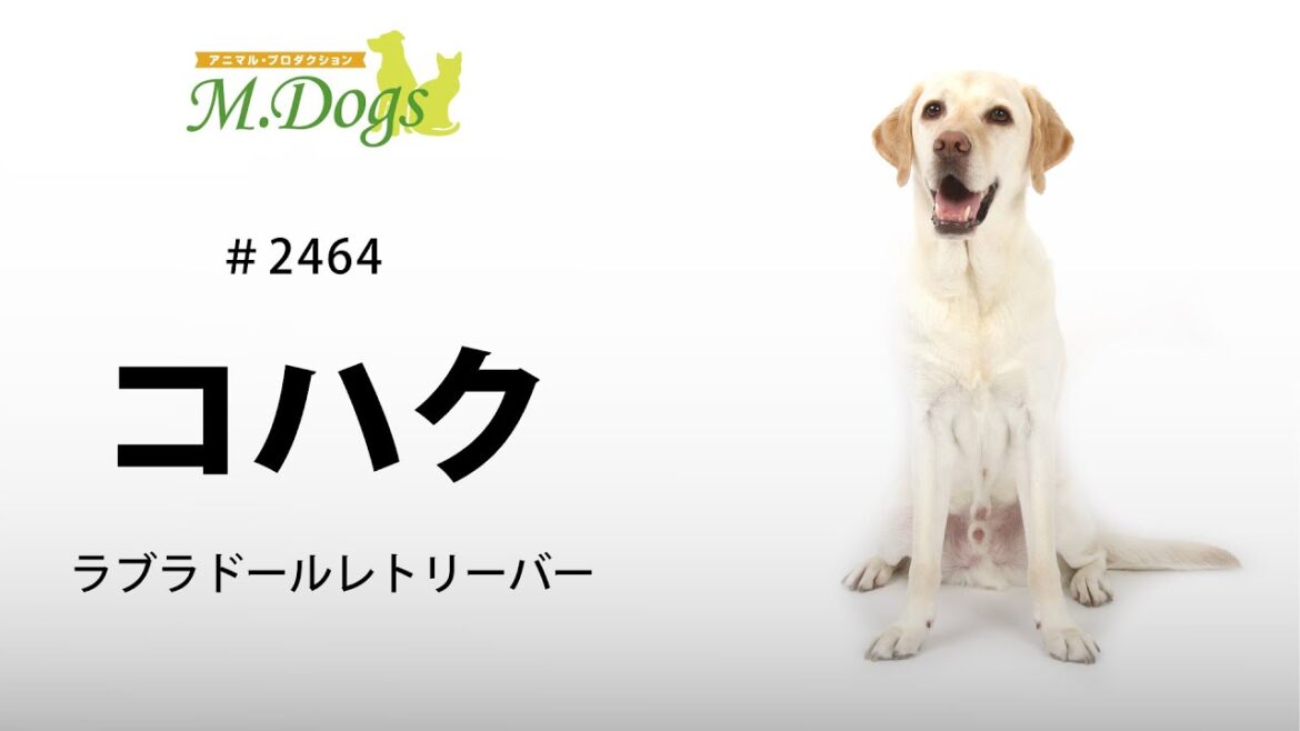 #2464 ラブラドールレトリーバー「コハク」の紹介動画②