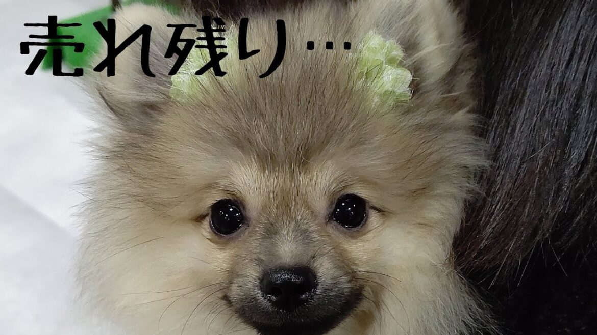 【子犬お迎え】生後4ヵ月・・・暴れん坊のポメラニアンをお迎えした! 【子犬お迎え】生後4ヵ月・・・暴れん坊のポメラニアンをお迎えした!