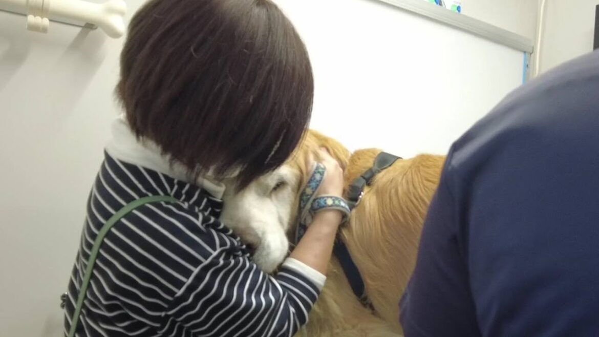 治療が怖くてママに甘える。痛みに耐えて頑張る姿が愛おしい。【Golden Retriever japan】