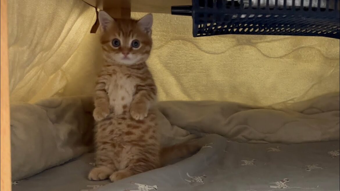 コタツの中で進化を遂げた子猫のマンチカン立ちがすごすぎたw