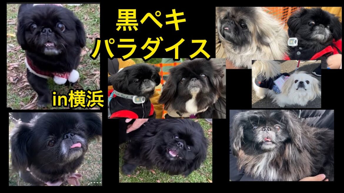 【激似】黒ペキ天国♪♪こんなにいるの？！黒ペキニーズ #pekingese #dog  #peki  #いぬ  #犬のいる暮らし #保護犬  #いぬすたぐらむ