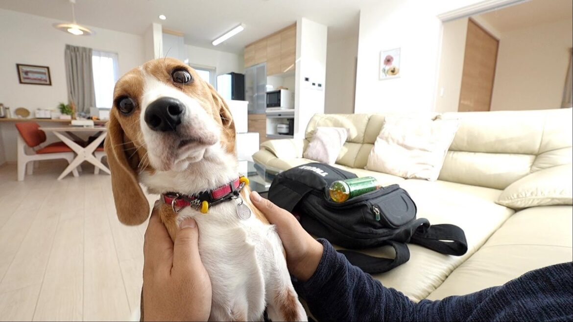 3週間ぶりのパパなのに焼きイモにしか興味が無いビーグル犬