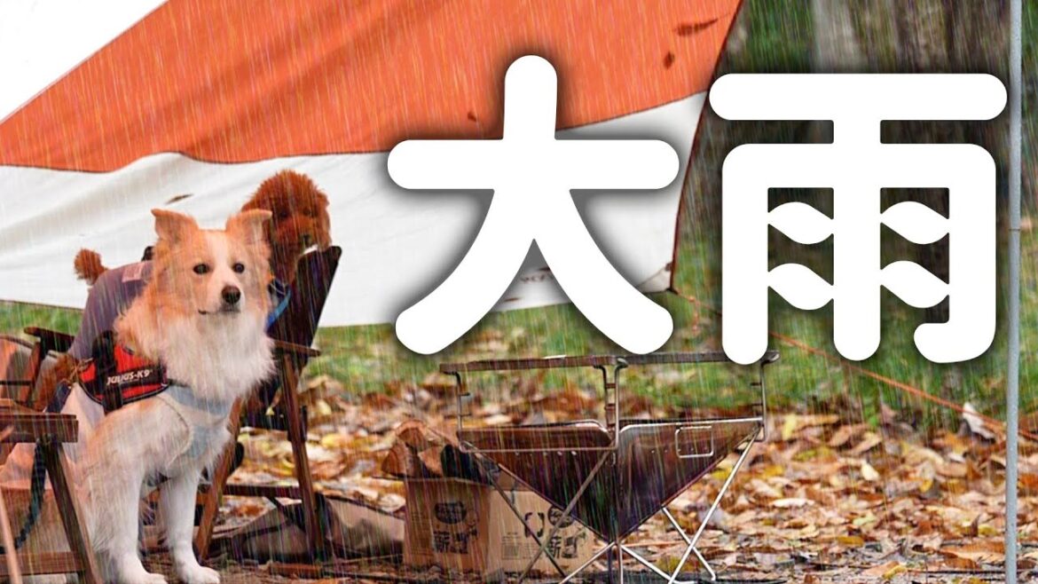 【大雨ソロキャンプ】ずぶ濡れの愛犬が雨宿りをしに来て可愛すぎた【EcoFlow＋DLETA2】