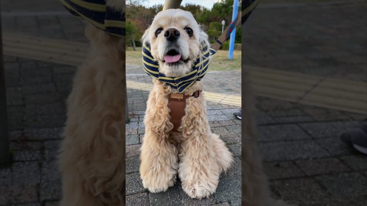 マクドナルドに行きたかったアメリカンコッカースパニエル