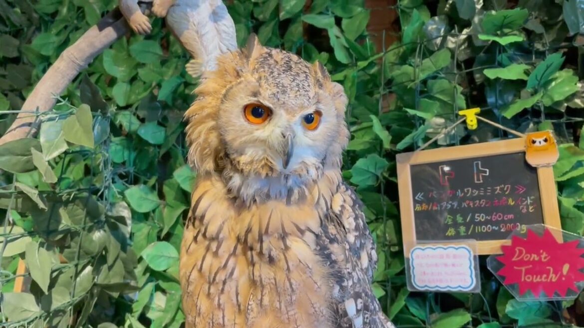 吠えまくるベンガルワシミミズク
