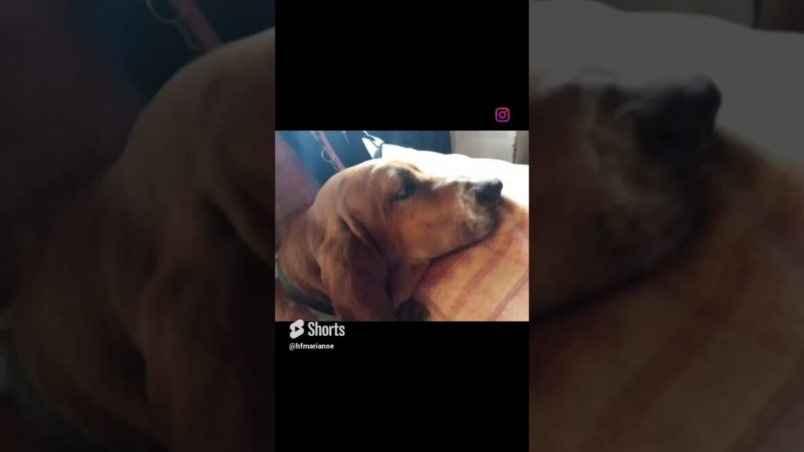 #shorts | El pachón | #bassethound #funypets #bassethounds #doglover #funnyanimals #funnyshorts