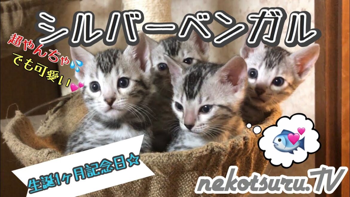 【感謝】シルバーベンガル猫のかわいい子猫が出産から生後1ヶ月になったよ！The growth record of a cute Silver Bengal kitten【ねこつる】
