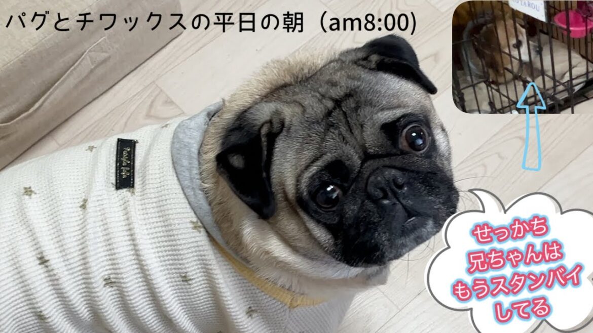パグとチワックスのモーニングルーティン　お母ちゃんが出かけるのを先読みしてハウスでスタンバイするチワックス小太郎