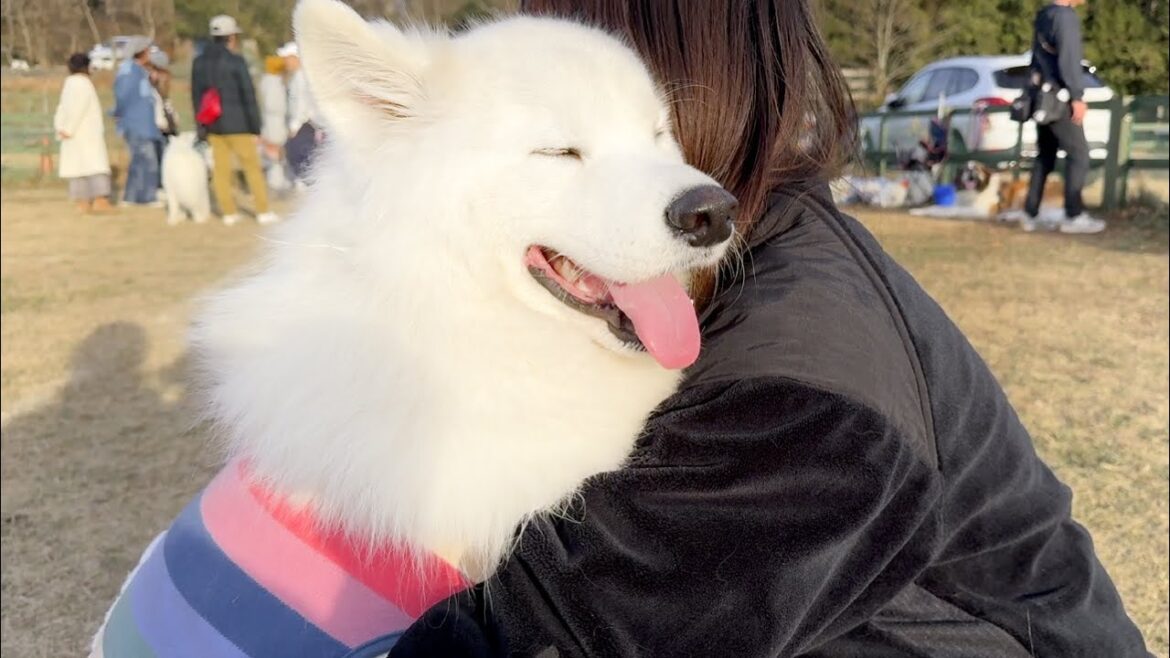 遊び疲れたらママになでなでされにくる甘えん坊な犬【サモエド】