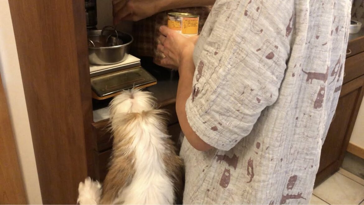 鮮度が命 【プチバセの子犬】 鮮度が命 【プチバセの子犬】