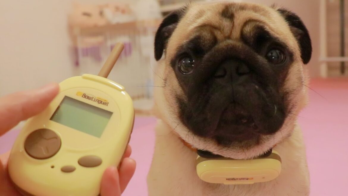 【犬の翻訳機】飼い主の母が遊びに来ると鳴き叫ぶパグは何と言っているのか検証 【犬の翻訳機】飼い主の母が遊びに来ると鳴き叫ぶパグは何と言っているのか検証