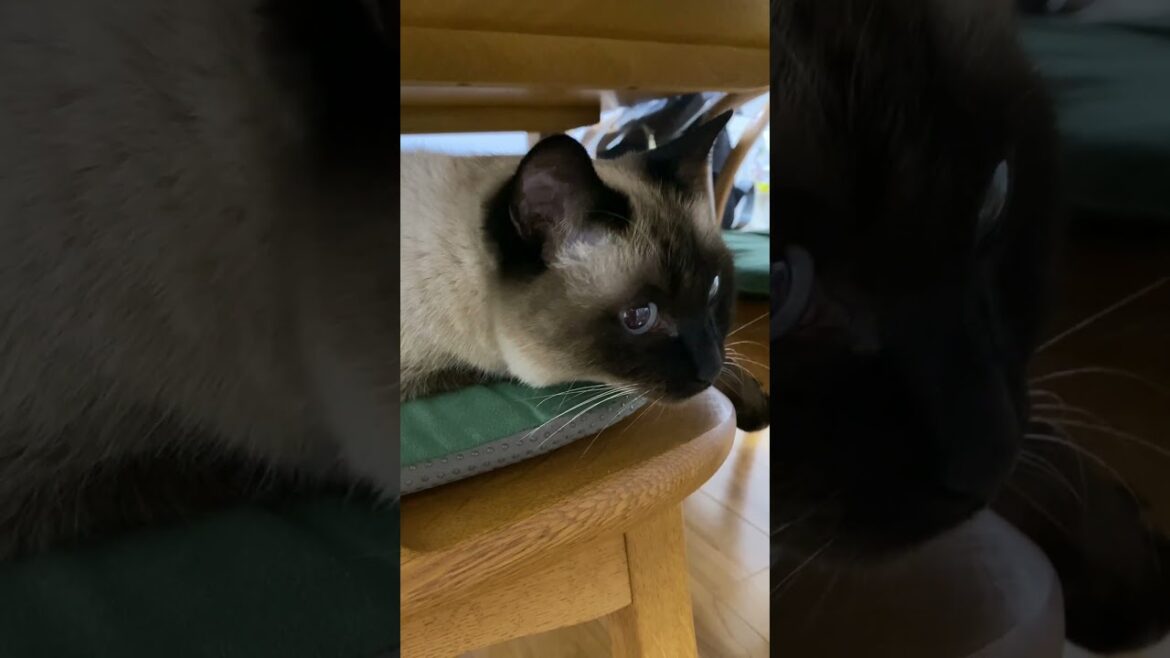 【2023.12.16】今日のシャム猫のふくさん（音無し）【たぬき猫】 #shorts