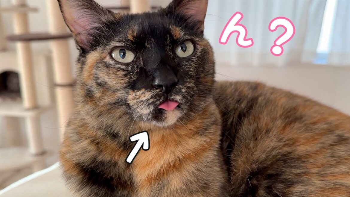舌しまい忘れのサビ猫が可愛すぎる…！