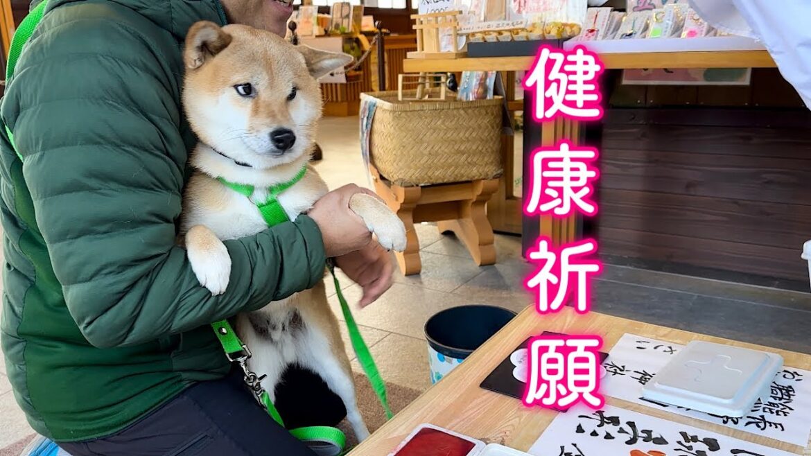 山奥に佇む神社でまるで修行僧の様な表情で祈願する柴犬が可愛い 山奥に佇む神社でまるで修行僧の様な表情で祈願する柴犬が可愛い