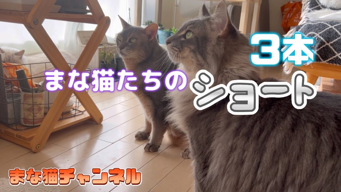 まな猫たちのショート #猫動画 #ノルウェージャンフォレストキャット #アビシニアン #サイベリアン #cat #まな猫