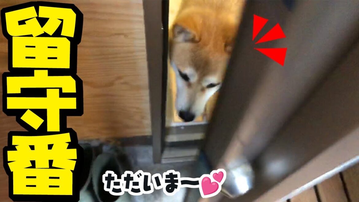 柴犬姉妹が初めてのお留守番…帰宅したら大変な事になりました