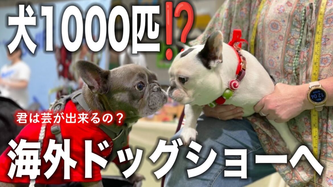 海外のドッグショーに初参加！初めて見る海外の犬たちに愛犬が大興奮！