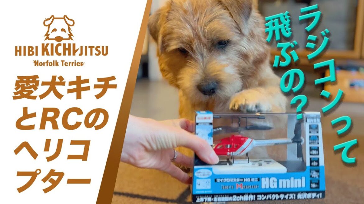 愛犬キチ  と ラジコンヘリコプター【 RC dog ノーフォークテリア norfolkterrier  】