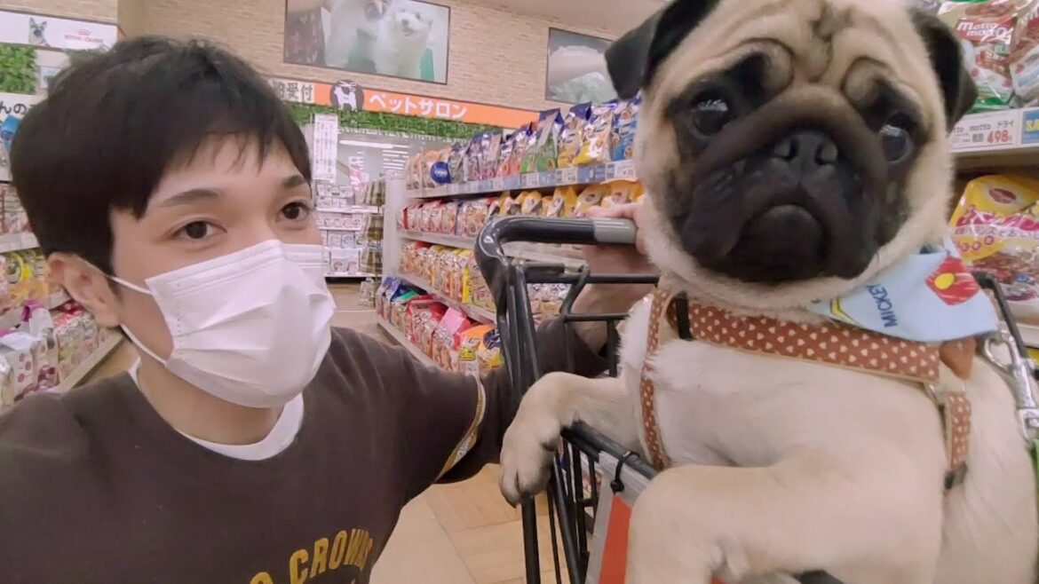 [初めての車中泊] ホームセンターで物資調達してたら大人気でアイドル気分のパグ