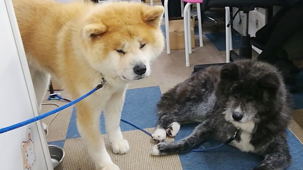 秋田犬会館配信！