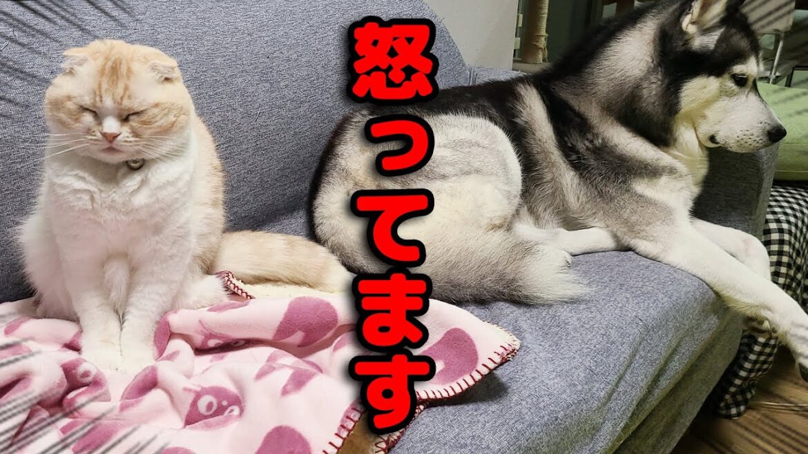 非常に怒ってます… 非常に怒ってます...