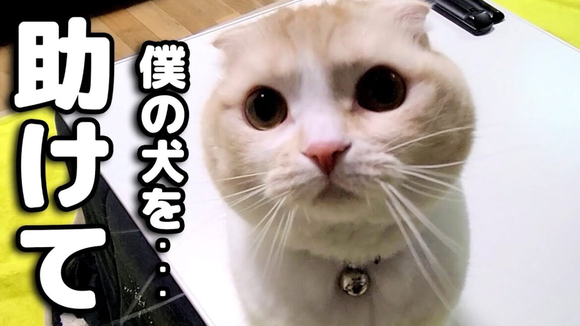 深夜に嘔吐で助けを求めてきた猫がまさかの行動に...