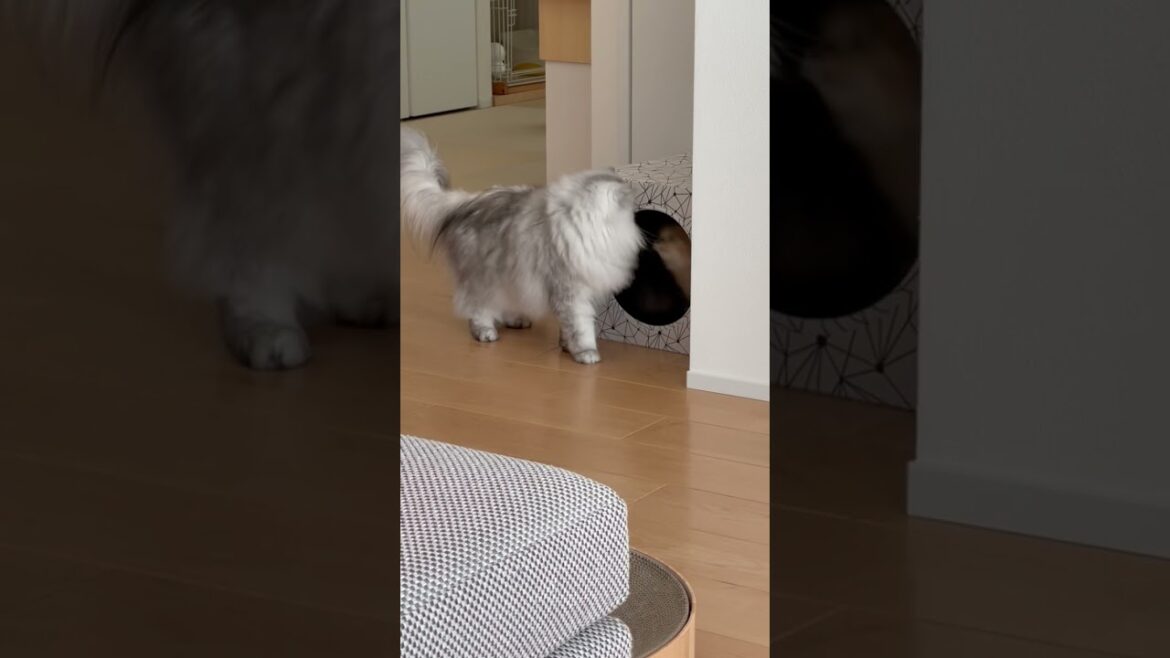 ホラーゲームにありそうな展開 【サイベリアン】 #Shorts