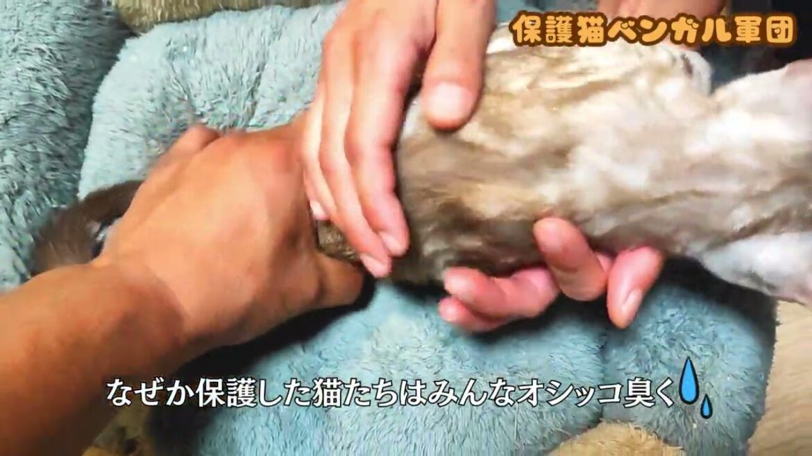 【子猫の爪切り】ベンガル軍団を保護してその後