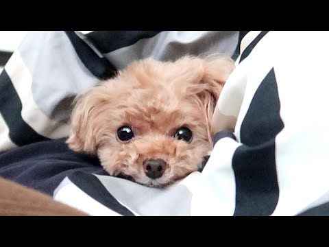 【有罪】睡眠妨害をする犬【トイプードルのコロン】 【有罪】睡眠妨害をする犬【トイプードルのコロン】